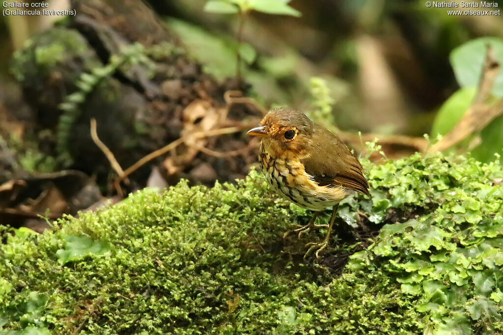 Grallaire ocréeadulte, identification