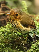 Ochre-breasted Antpitta