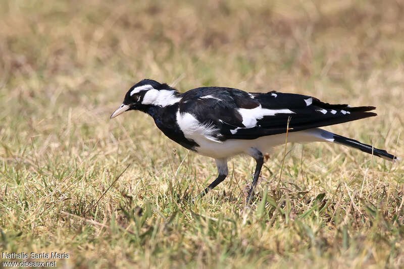 Magpie-lark male adult, identification, walking
