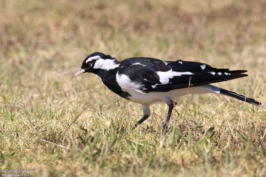 Magpie-lark male adult, identification, walking