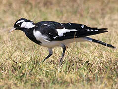 Magpie-lark