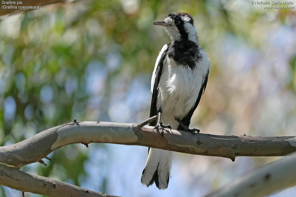 Magpie-lark female adult, identification