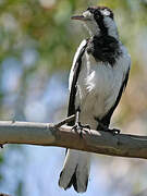 Magpie-lark