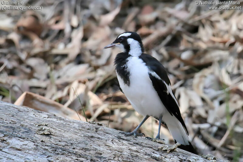 Magpie-larkjuvenile, identification