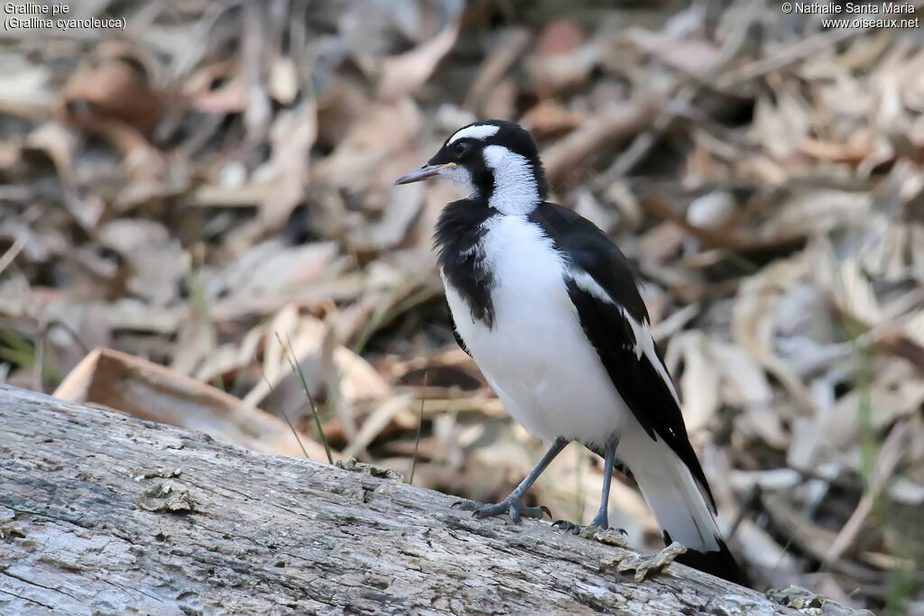 Magpie-larkjuvenile, identification