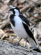 Magpie-lark