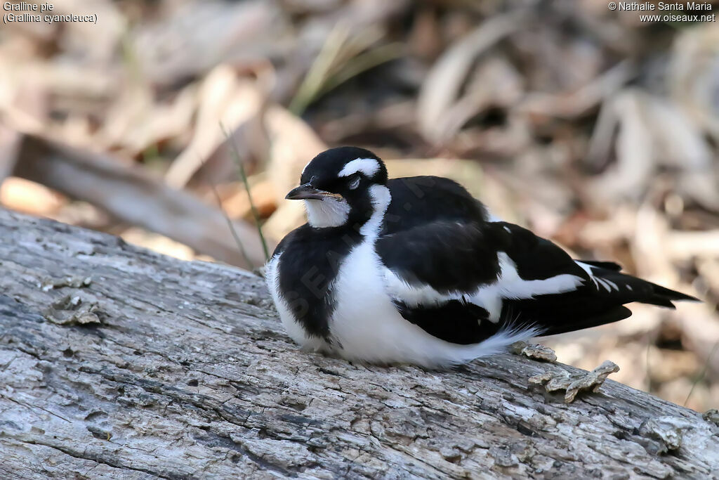 Magpie-larkjuvenile, identification