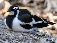 Magpie-lark