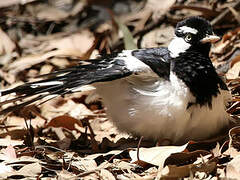 Magpie-lark