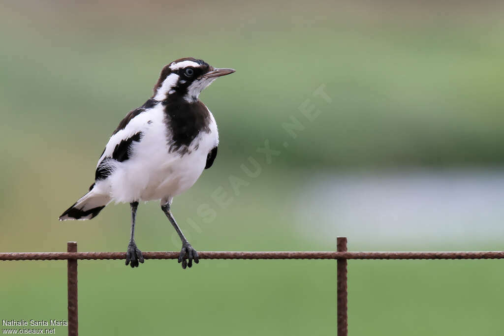 Magpie-lark male immature, identification