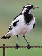 Magpie-lark