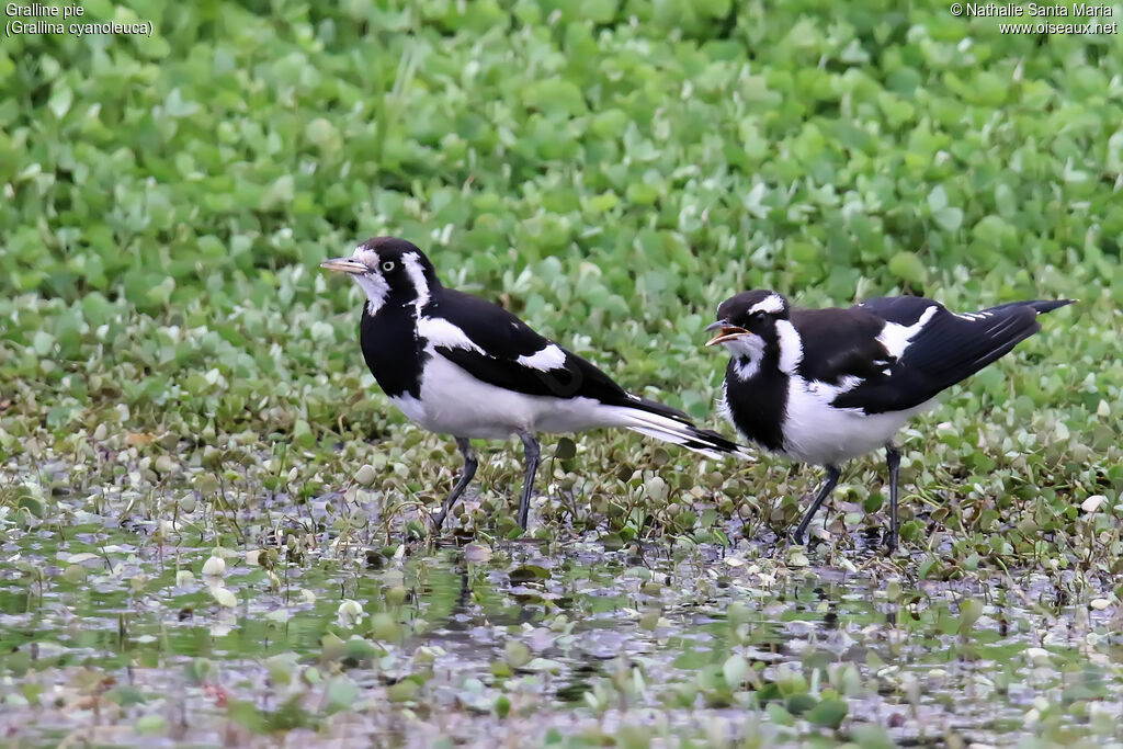 Magpie-larkjuvenile, identification