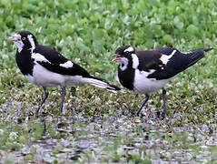 Magpie-lark