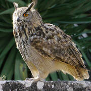 Eurasian Eagle-Owl