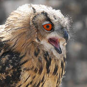 Eurasian Eagle-Owl