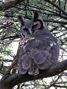 Verreaux's Eagle-Owl