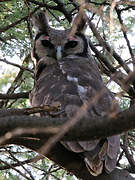 Verreaux's Eagle-Owl