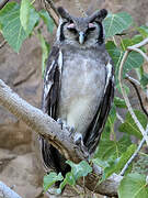 Verreaux's Eagle-Owl