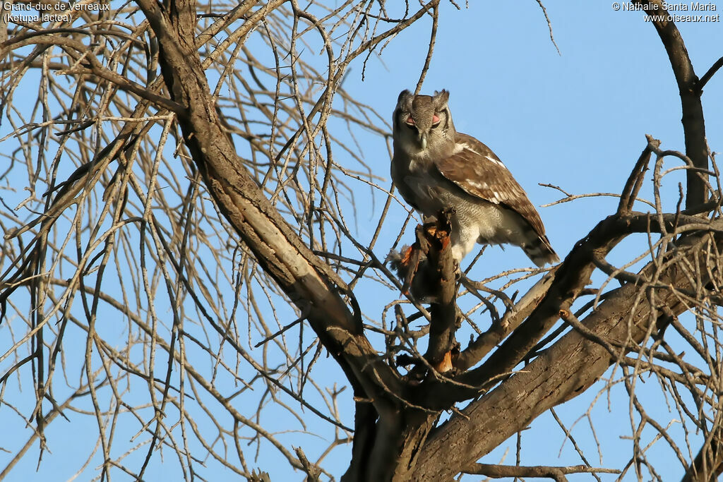 Grand-duc de Verreauxadulte, identification, habitat