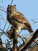 Verreaux's Eagle-Owl