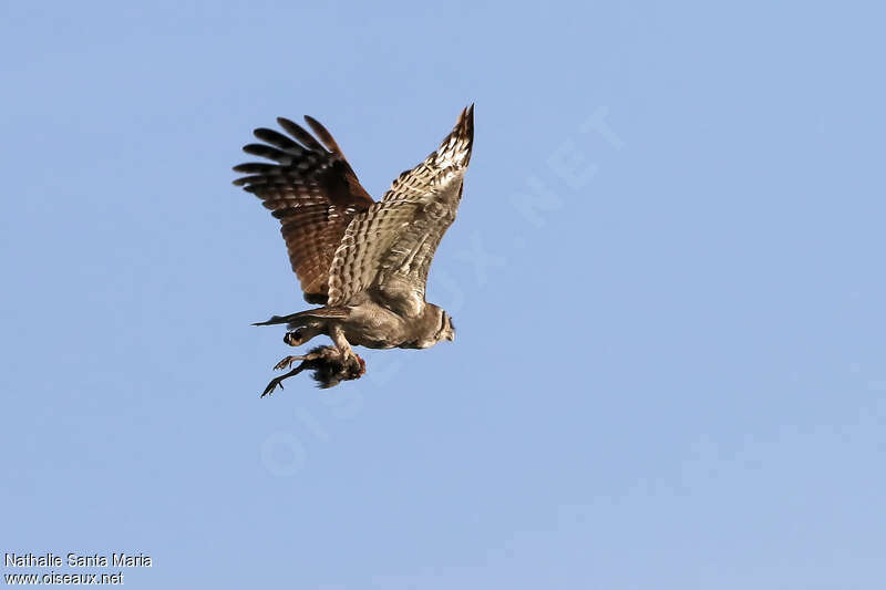 Verreaux's Eagle-Owladult, fishing/hunting