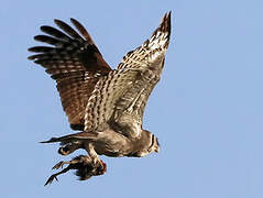 Verreaux's Eagle-Owl