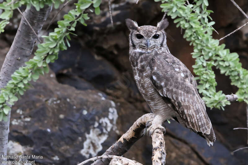 Greyish Eagle-Owl male adult, identification