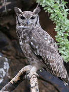 Greyish Eagle-Owl