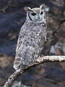 Greyish Eagle-Owl