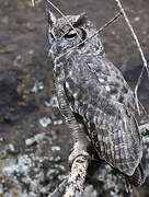 Greyish Eagle-Owl