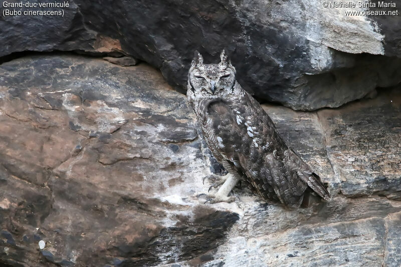 Greyish Eagle-Owl female adult, identification, habitat