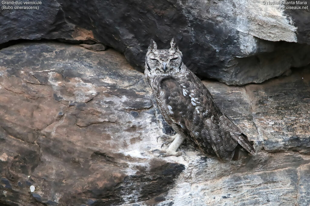 Greyish Eagle-Owl female adult, identification, habitat