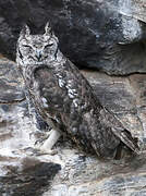 Greyish Eagle-Owl