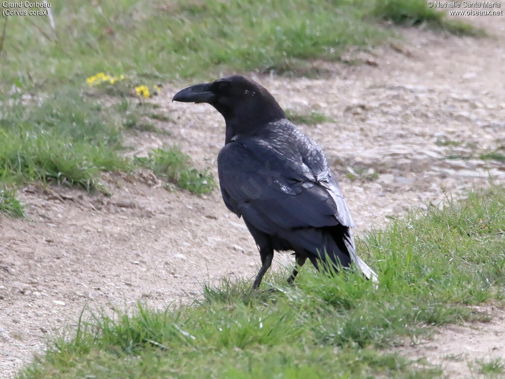 Grand Corbeau