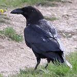 Grand Corbeau
