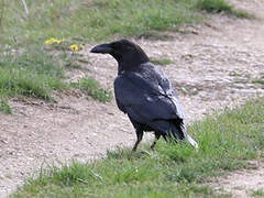 Northern Raven