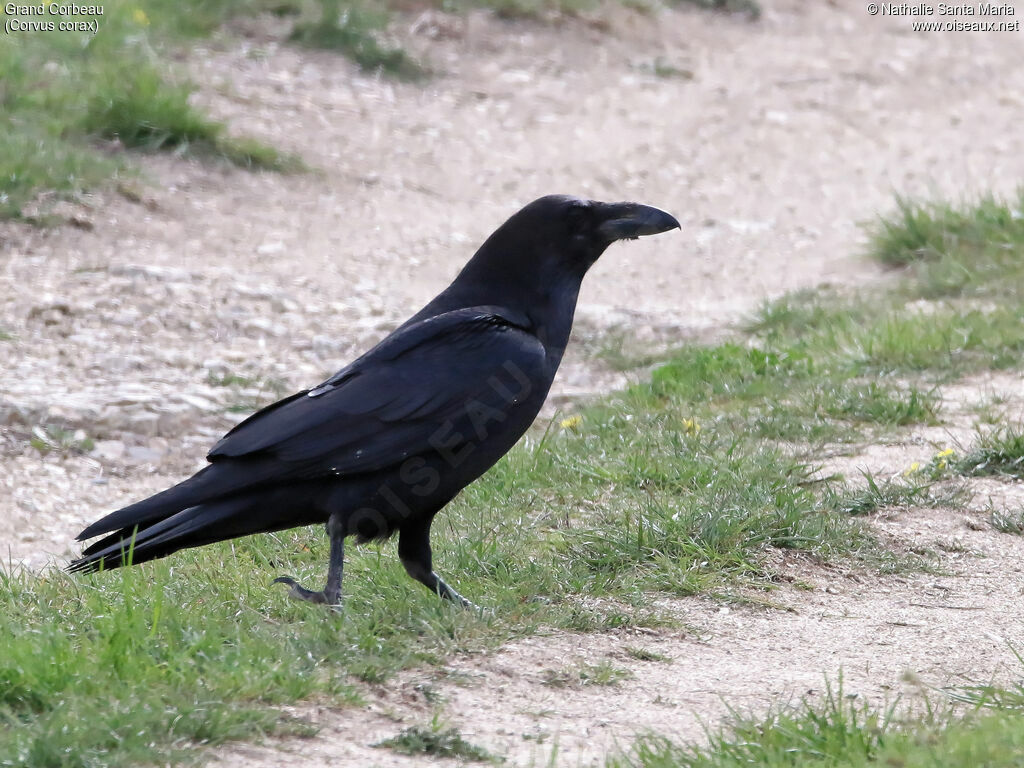 Grand Corbeauadulte, identification, marche