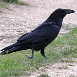 Grand Corbeau