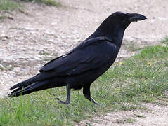 Northern Raven