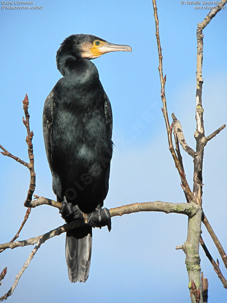 Great Cormorant