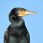 Great Cormorant