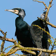 Great Cormorant