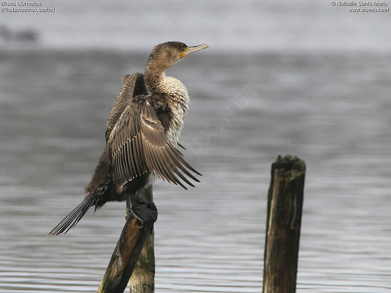 grand-cormoran-phalacrocorax-carbo-nasa196984