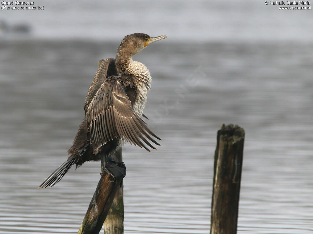 Great Cormorantjuvenile, identification, care, Behaviour