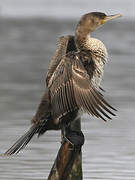 Great Cormorant