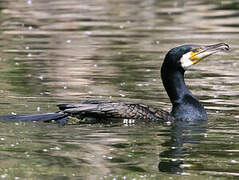 Great Cormorant