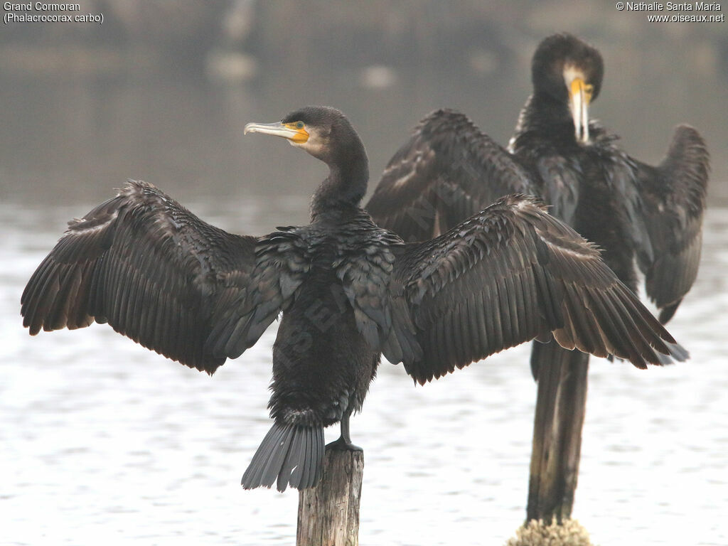 Great Cormorantadult, identification, habitat, care, Behaviour