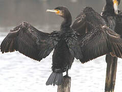 Great Cormorant