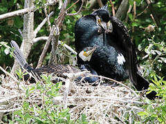 Great Cormorant