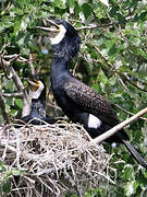 Great Cormorant